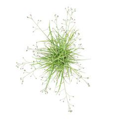 Top view of Fresh spring grass on transparent canvas