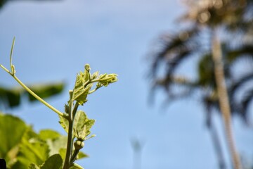 Fototapeta premium Fresh green leaves of tamarind tree under bright morning sunlight with beautiful golden bokeh. Scenic natural background of lush foliage against a clear blue sky. Soft focus and sun flare effect creat