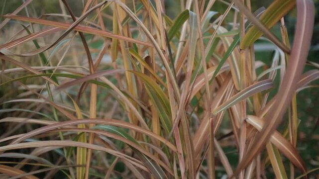 Closeup slow motion video of tall ornamental grasses or reeds swaying on wind in day light. Miscanthus or Morrisons Maiden grass. Plants swaying gently in the wind.