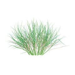 3d illustration of green grass isolated on transparent background