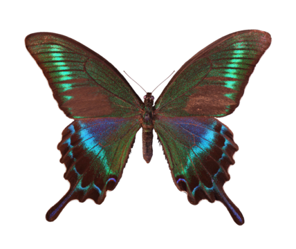 Colorful japanese swallowtail. Papilio maackii. Colorful exotic swallowtail butterfly isolated on transparent background