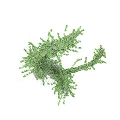 collection of Fouquieria-columnaris plant with realistic style from top view