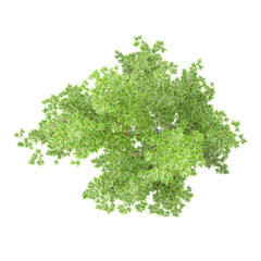 Obraz premium collection of Freeman maple tree on transparent canvas from the top view