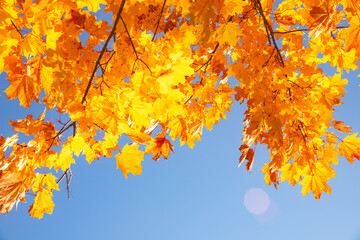 Yellow autumn leaves on a blue sky . Copy space . Orange 