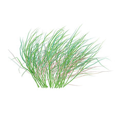 Green green grass isolated on Canvas