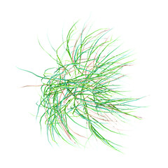 3d illustration of  grass isolated on transparent background from top view