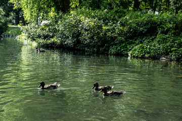 ente see vogel herde