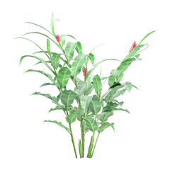 3D rendering of Alpinia purpurata flower plant on transparent background