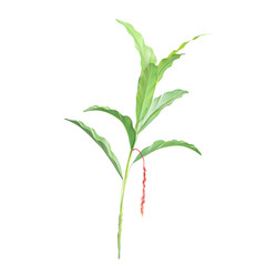 3d Rendering Of Heliconia rostrata Tree on Transparent Canvas