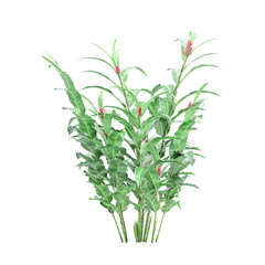 collection of Alpinia purpurata flower plant on transparent canvas