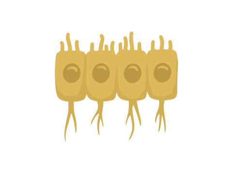 Ependymal Glial Cells