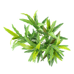 collection of Heliconia rostrata Tree on transparent canvas from the top view