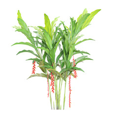 collection of Heliconia rostrata Tree on transparent canvas