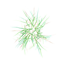 Green grass isolated on Canvas from top view