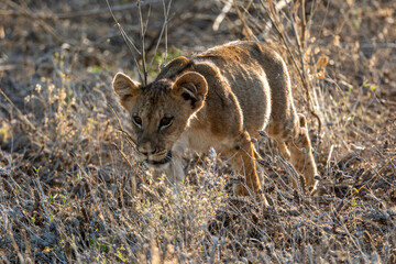 liob cub in kenya masai mara national park