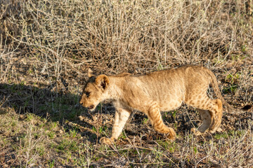 liob cub in kenya masai mara national park
