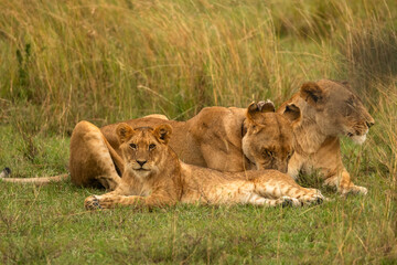 lion cub and lioness in masai mara national park Kenya 