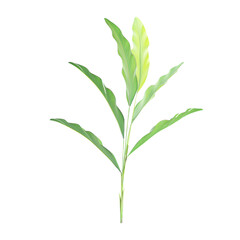 Isolated Heliconia rostrata Tree on transparent canvas