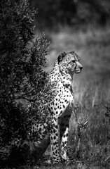 Black and white cheetah in the wild