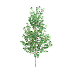 Obraz premium Isolated Maidenhair Tree on transparent canvas