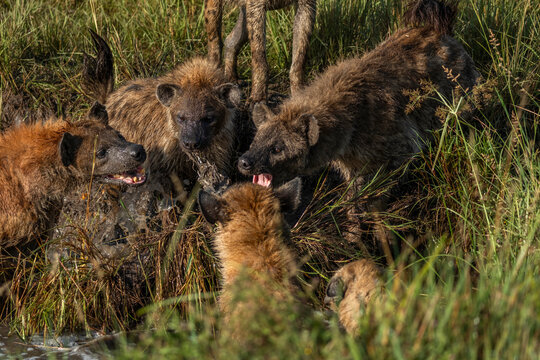 brown hyena fighting for eating, masai mara national park. 