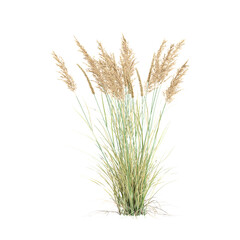 3d illustration of Canadian reedgrass isolated on transparent canvas © Fouzia