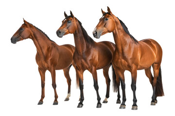 Obraz premium Three brown horses standing closely together in a group with a transparent background