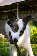 Black and white a husky dog mixed with a husky with heterochromia Husky dog