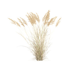 Fototapeta premium 3D rendering of Canadian reedgrass on transparent canvas