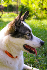 Black and white a husky dog mixed with a husky with heterochromia Husky dog