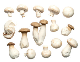 A collection of various fresh, raw fungi with white and brown caps, isolated on a stark black background