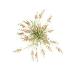 Fototapeta premium collection of Canadian reedgrass on transparent Background from the top view