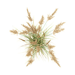 Obraz premium collection of Canadian reedgrass with realistic style from top view