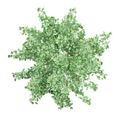 Fototapeta premium collection of Maidenhair Tree with realistic style from top view