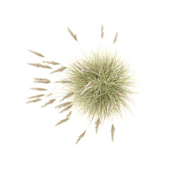 collection of Pampas grass on transparent Background from the top view © Fouzia