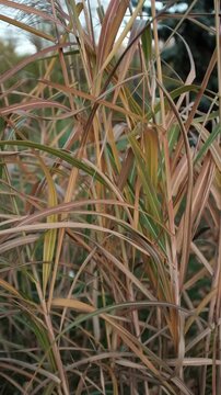 Closeup slow motion video of tall ornamental grasses or reeds swaying on wind in day light. Miscanthus or Morrisons Maiden grass. Plants swaying gently in the wind.