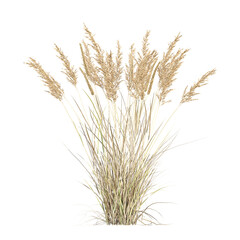 Green Canadian reedgrass isolated on Canvas