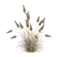 Green Pampas grass isolated on Canvas