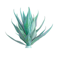 Isolated Aloe-striata Tree isolated on transparent Canvas