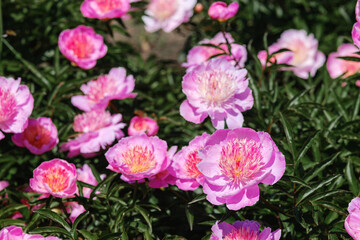 Pink peonies bloom beautifully under sunlight in a vibrant garden
