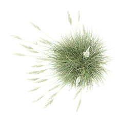 Isolated Pampas grass isolated on transparent Canvas from the top view