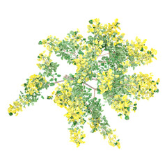 Isolated Maidenhair Tree isolated on transparent Canvas from the top view