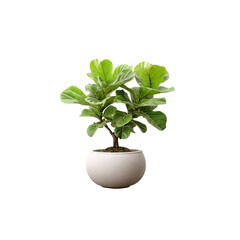 Obraz premium Fiddle Leaf Fig Plant in White Pot isolated on a transparent background