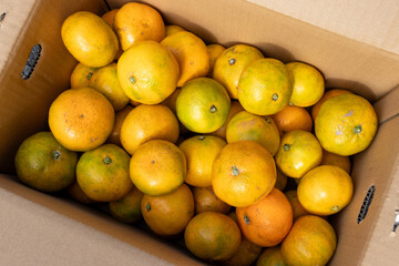 日本の産地直送みかん