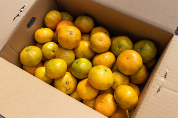 日本の産地直送みかん