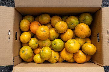 日本の産地直送みかん