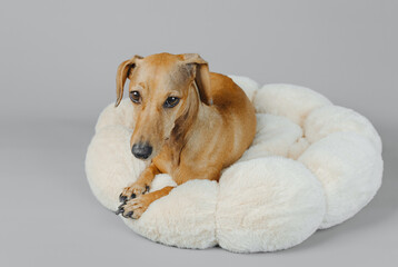Dachshund resting on soft dog bed on gray background for pet comfort and home lifestyle concept