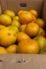 日本の産地直送みかん