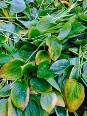 green leaves yellowed at the edges