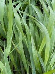 Obraz premium grass with water droplets after rain